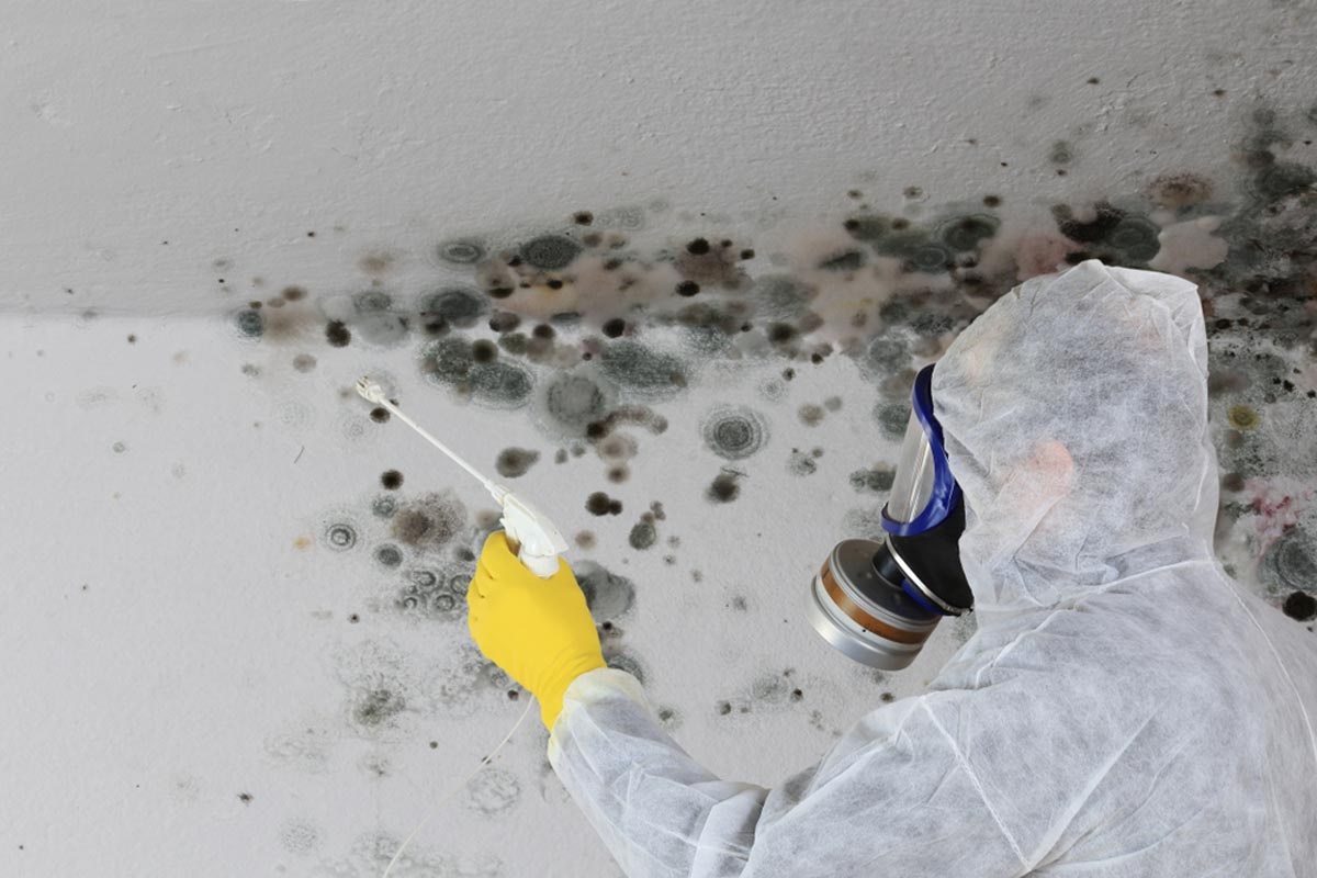 When to Consider DIY Mold Remediation Service