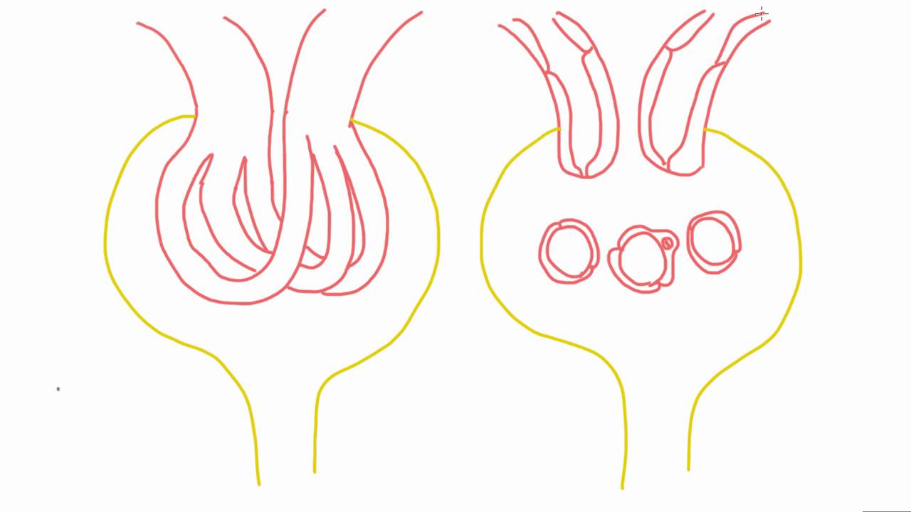 What Are Mesangial Cells?