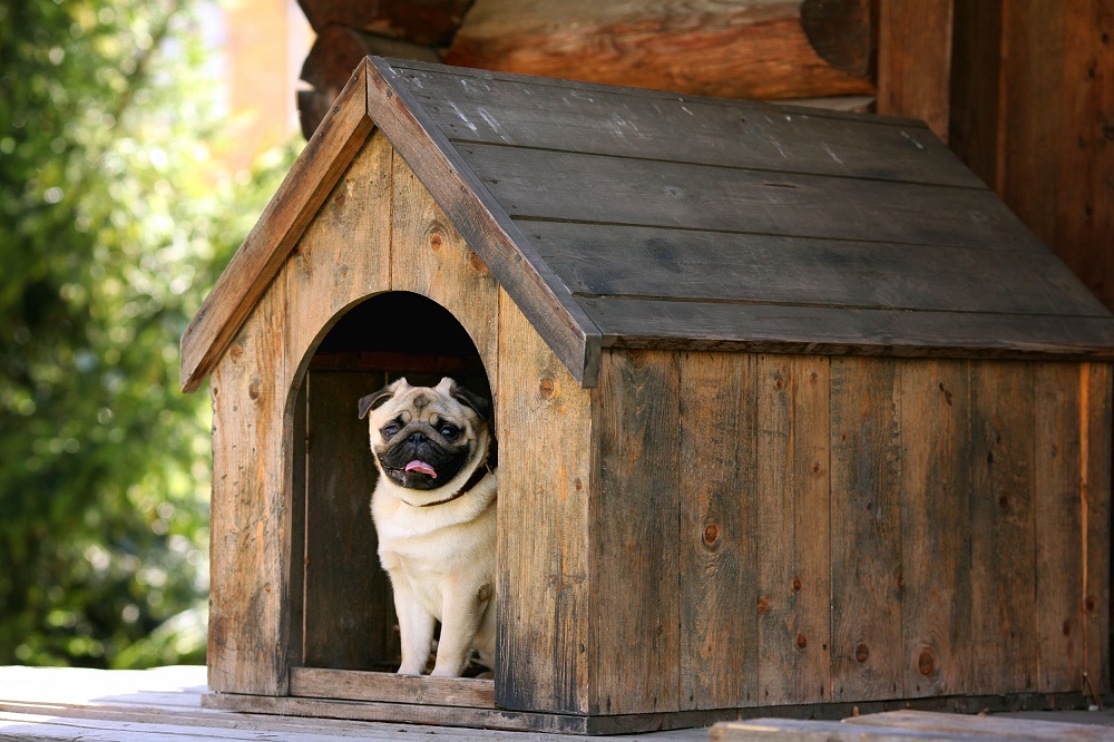 Why Do We Need A Dog Box? 