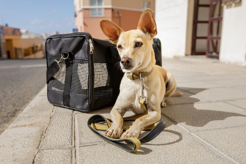 Picking the Right Dog Carrier for Your Dogs Needs