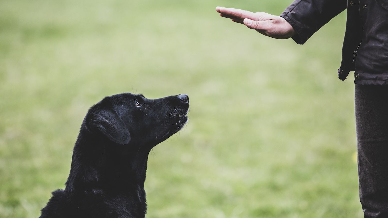 Dog Obedience: Where Did It Come From?