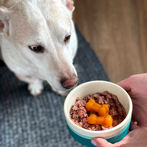 Transitioning Your Pet into Raw Diets. Learn More with Houston Raw Pet Foods