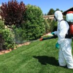 Eco-Friendly Pest Control Solutions for Gardens