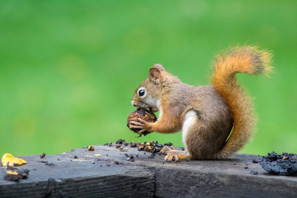 Why Professional Squirrel Removal Services Are Worth It