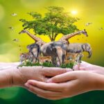 A Better World for Animals: The Role of Animal Foundations