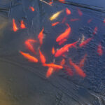 How to Keep Your Pond Fish Healthy Through the Winter Season
