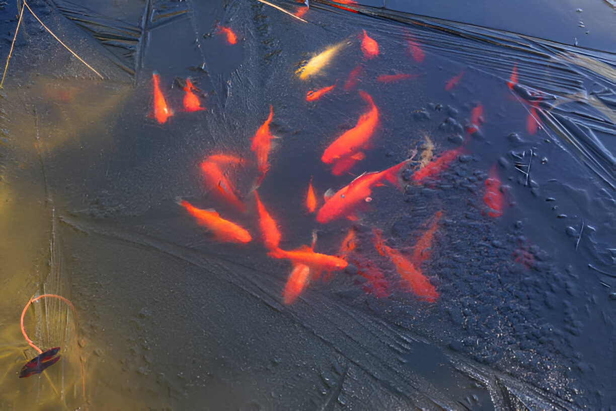 How to Keep Your Pond Fish Healthy Through the Winter Season