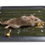 Effective Mice Control: Keeping Your Attic Free of Mice